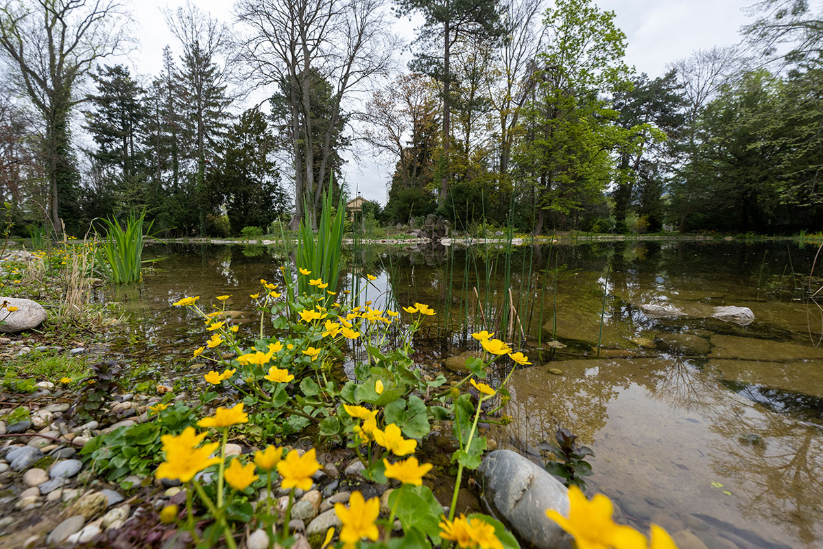 Weiher auf dem Hauptfriedhof