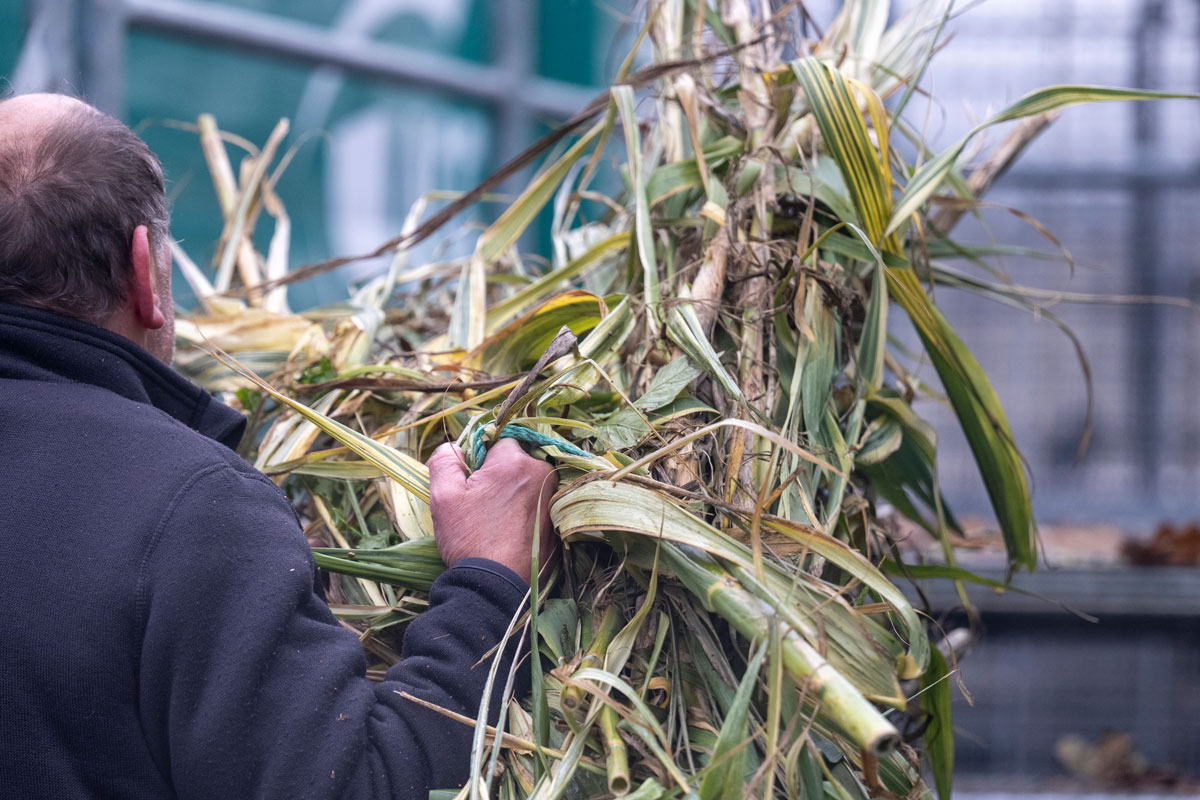 Mann hält viel Schnittgut in der Hand