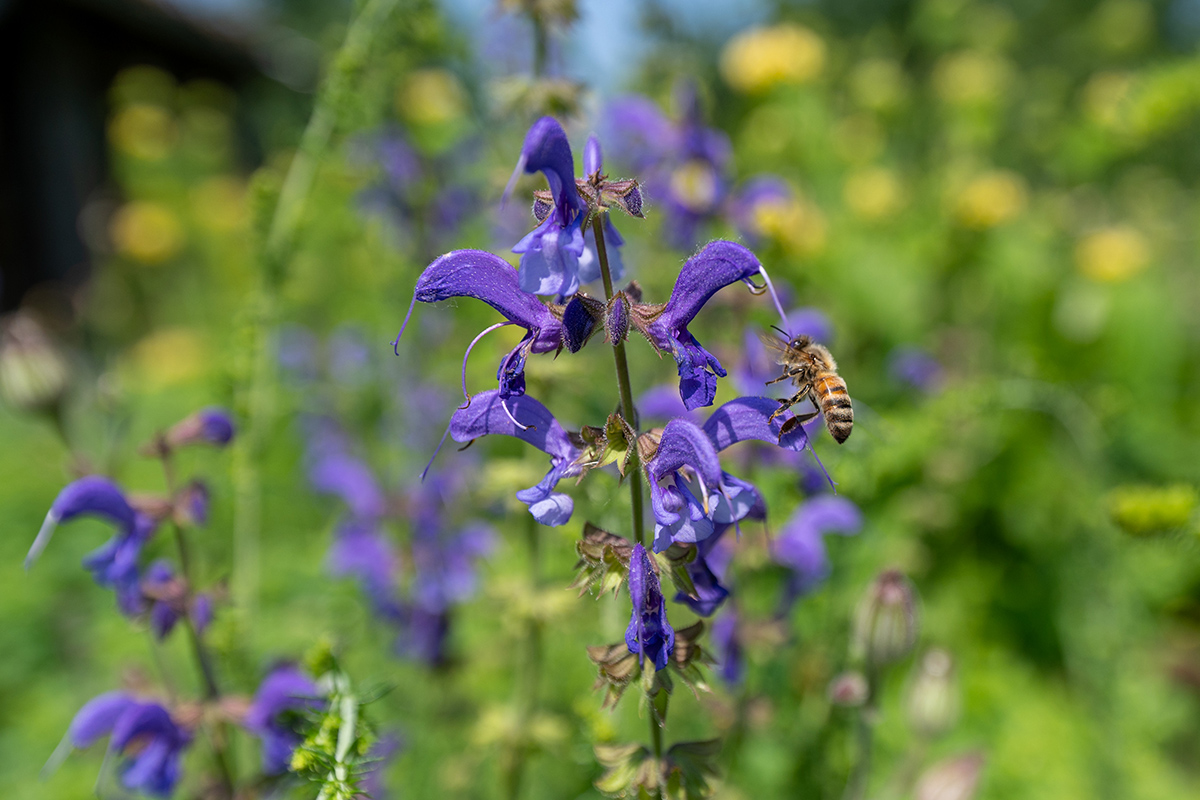 Biene auf blauer Blüte
