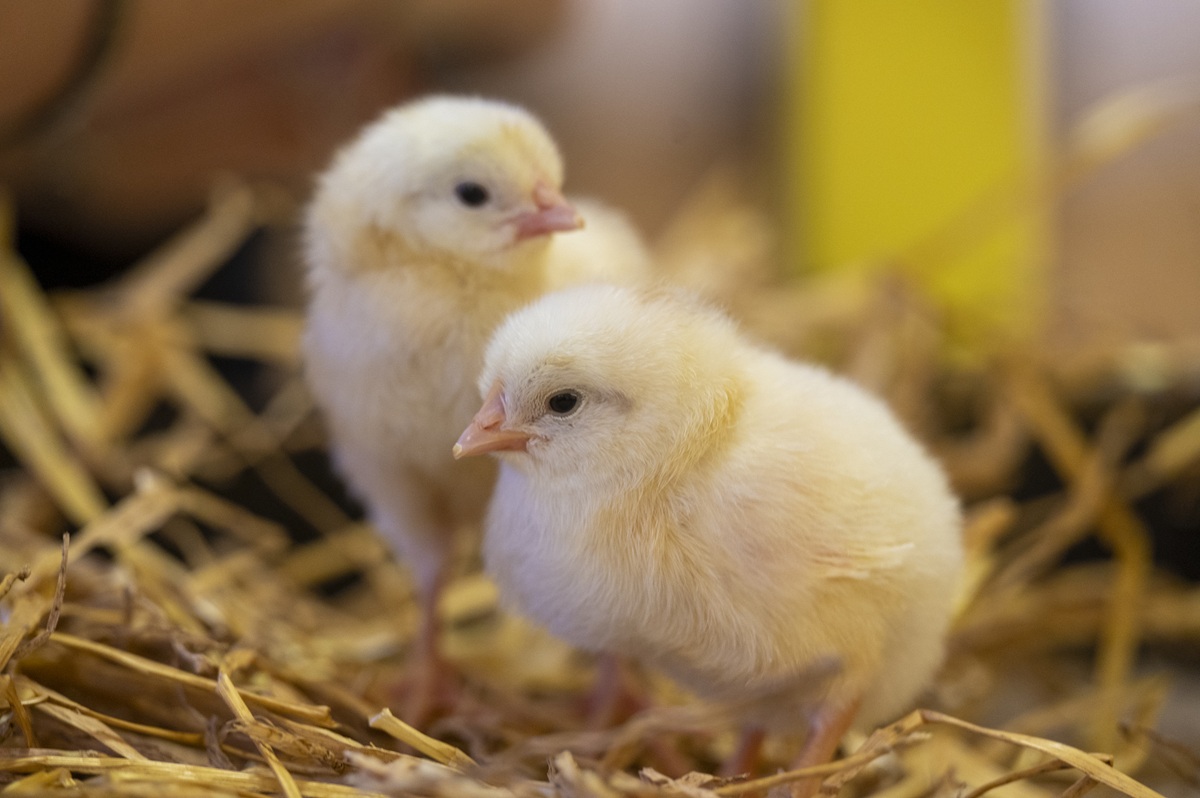 Zwei Küken stehen im Stroh.