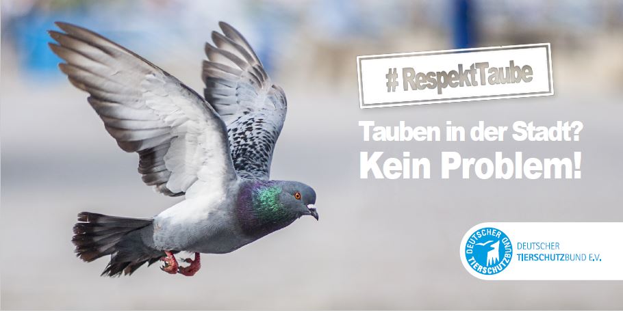 Flyer "Keine Angst vor Stadttauben"