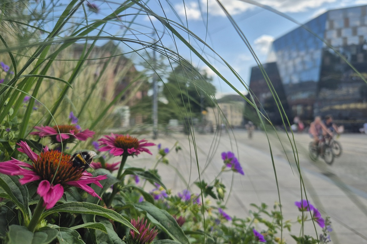 Grünpflanzen und bunte Blumen die von Insekten besucht werden