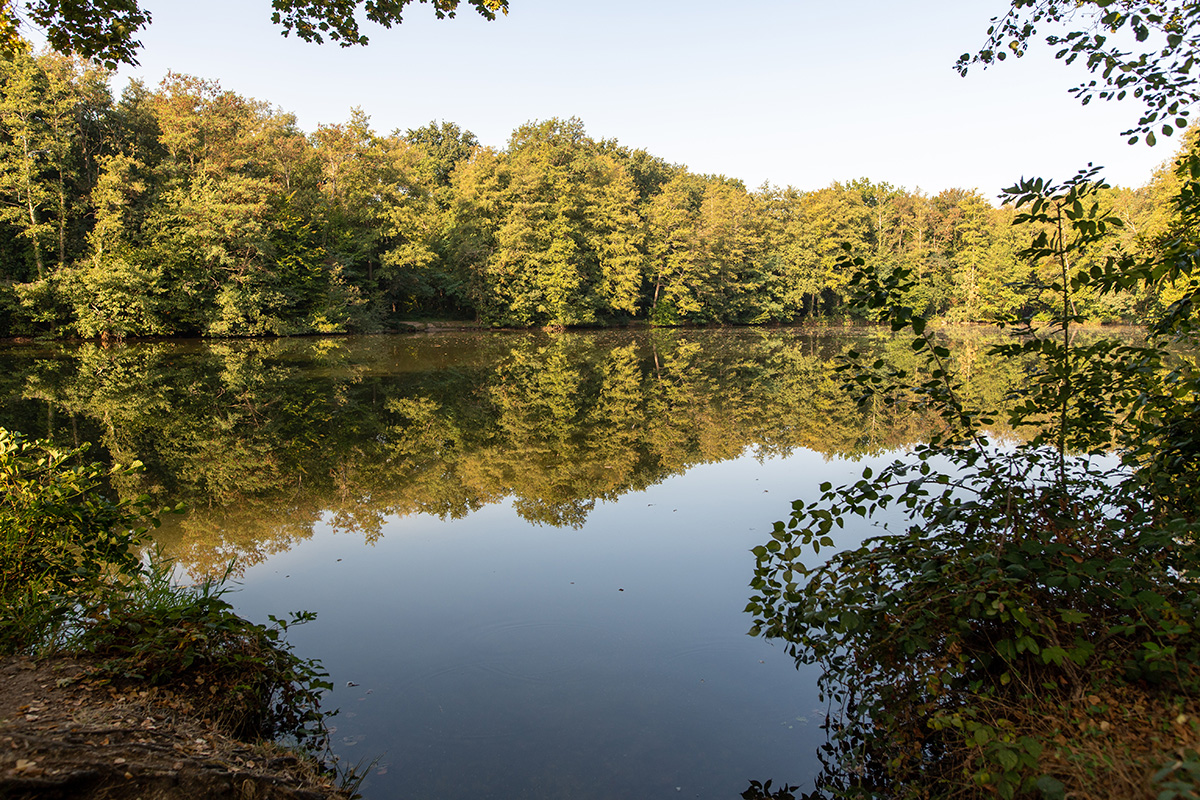 Nahe am Wasser im kleinen Opfinger See, im Hintergrund sind dicht Bäume bewachsen. 
