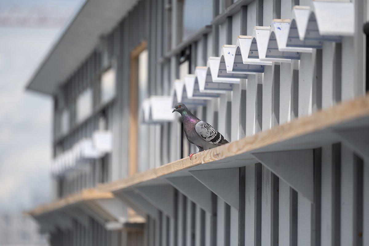 Taube vor Taubenhaus