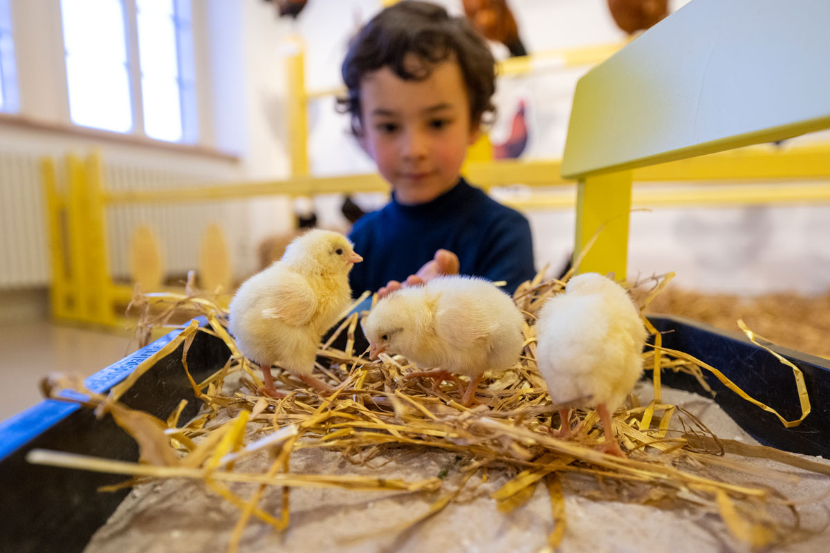 Kleines Kind im Hintergrund, im Vordergrund Küken