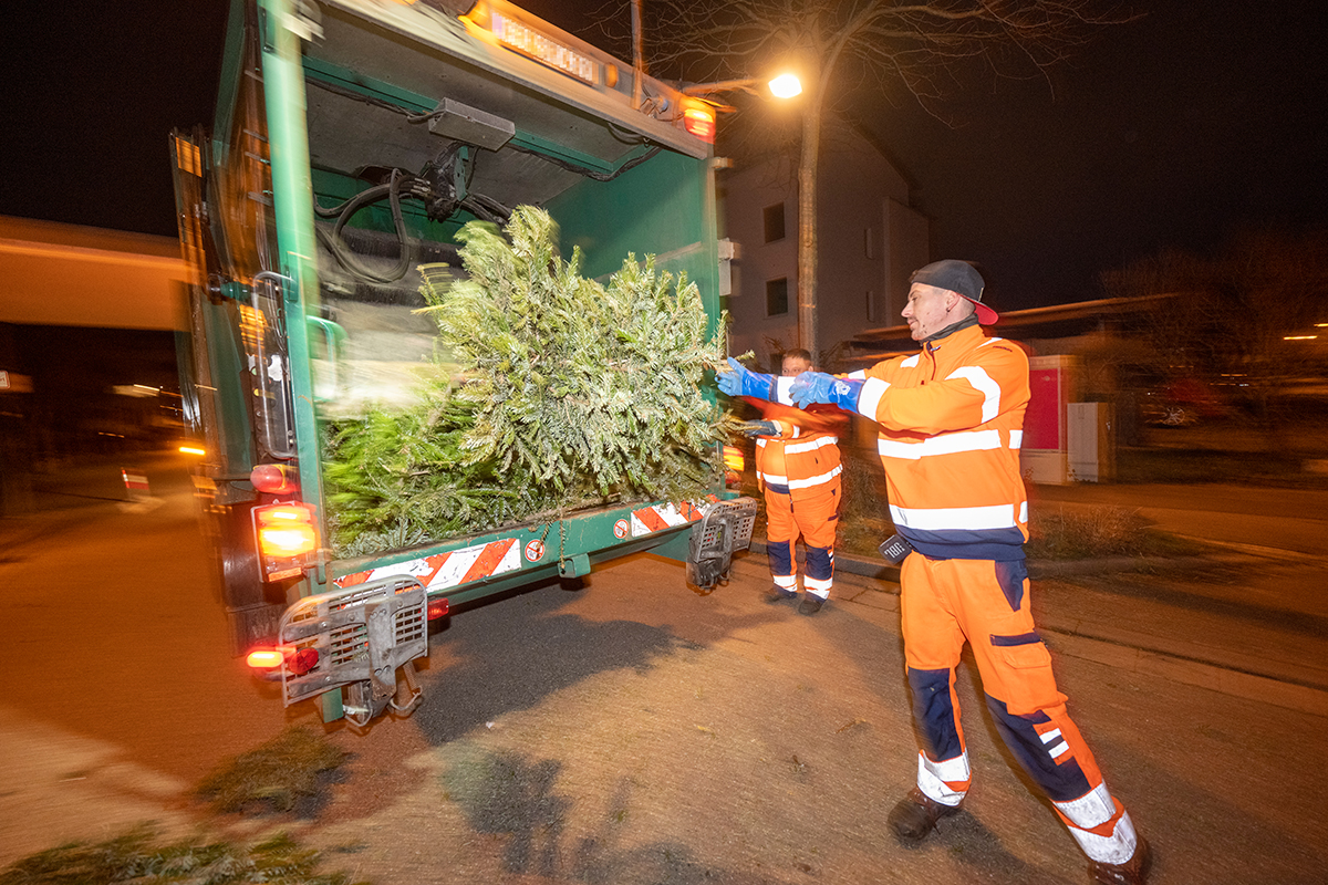 Ein Mitarbeiter der ASF wirft einen Tannenbaum in ein Müllfahrzeug.