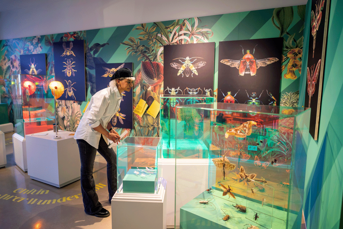 Person begutachtet in einem Ausstellungsraum Insekten