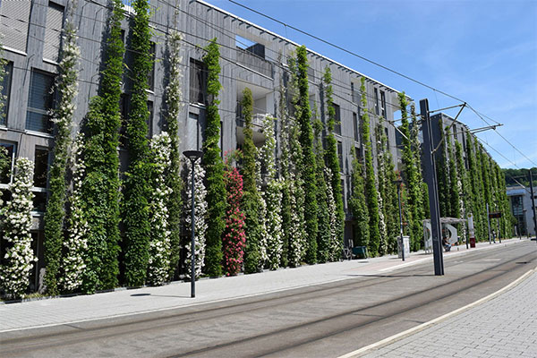 Das Stadthaus M1 in Freiburg: bodengebundene Fassadenbegrünung (Foto: BuGG, G. Mann)