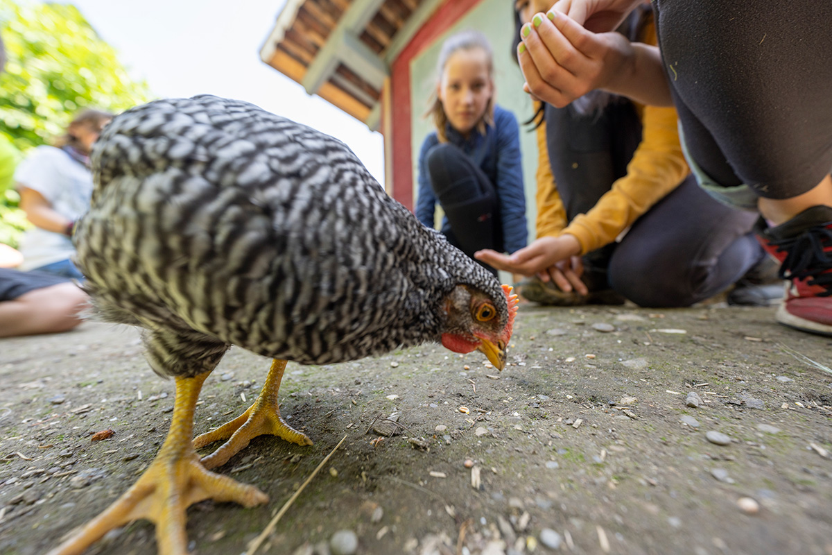 Drei Kinder füttern ein Huhn