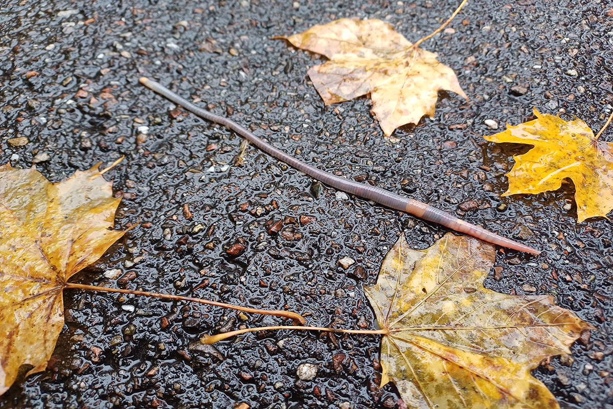 Ein Regenwurm auf der Straße.