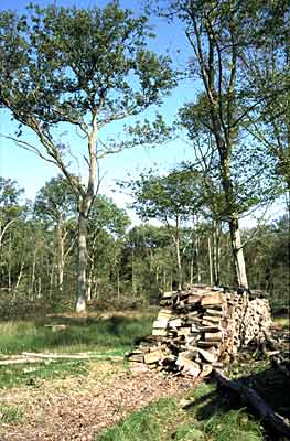 Traditionell bewirtschafteter  Mittelwald im Opfinger Wald