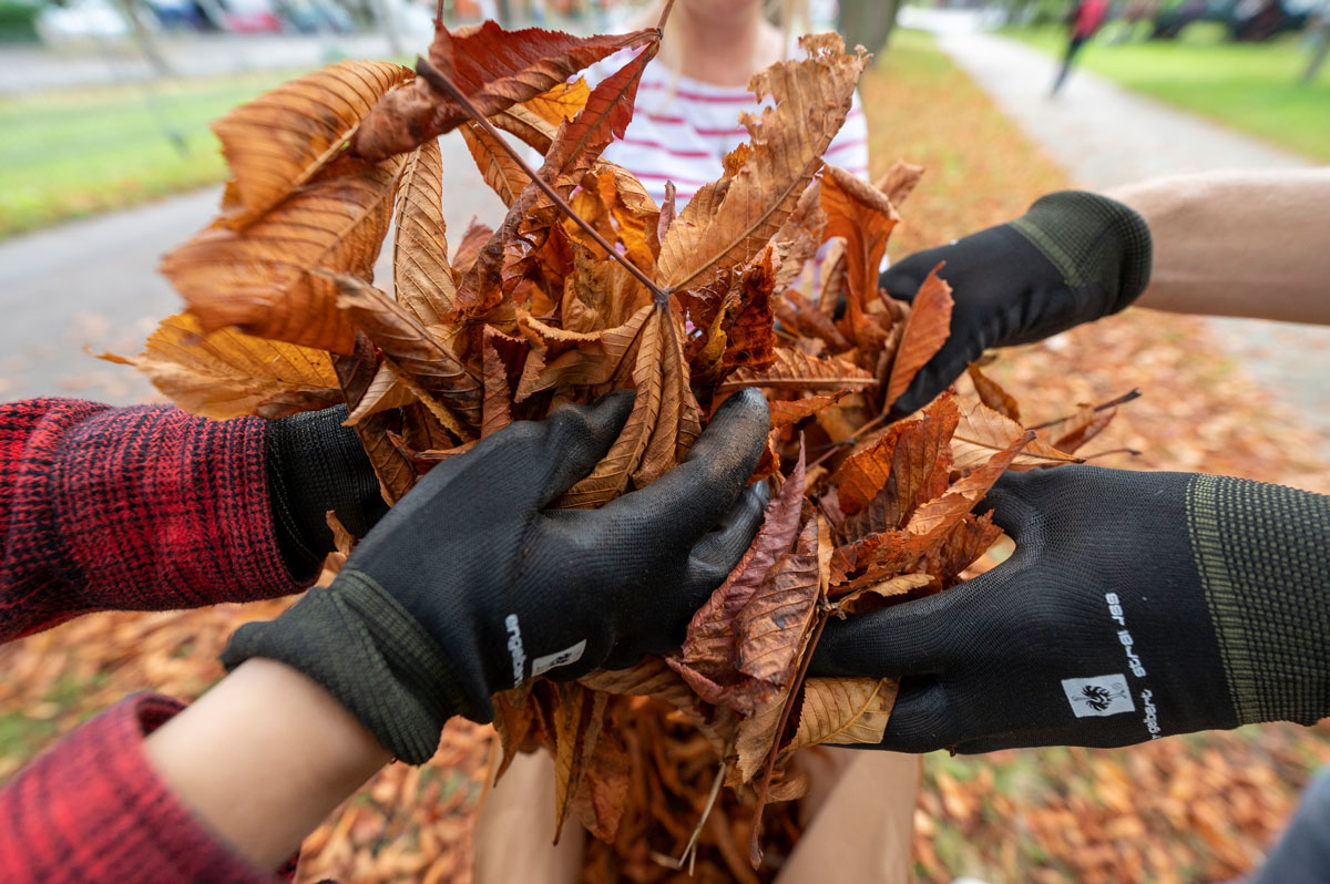 Mehrere Menschen halten getrocknetes Laub in der Hand