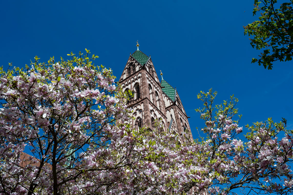 Turmspitze der Stühlinger Kirche, im Vordergrund ein Kirschbaum