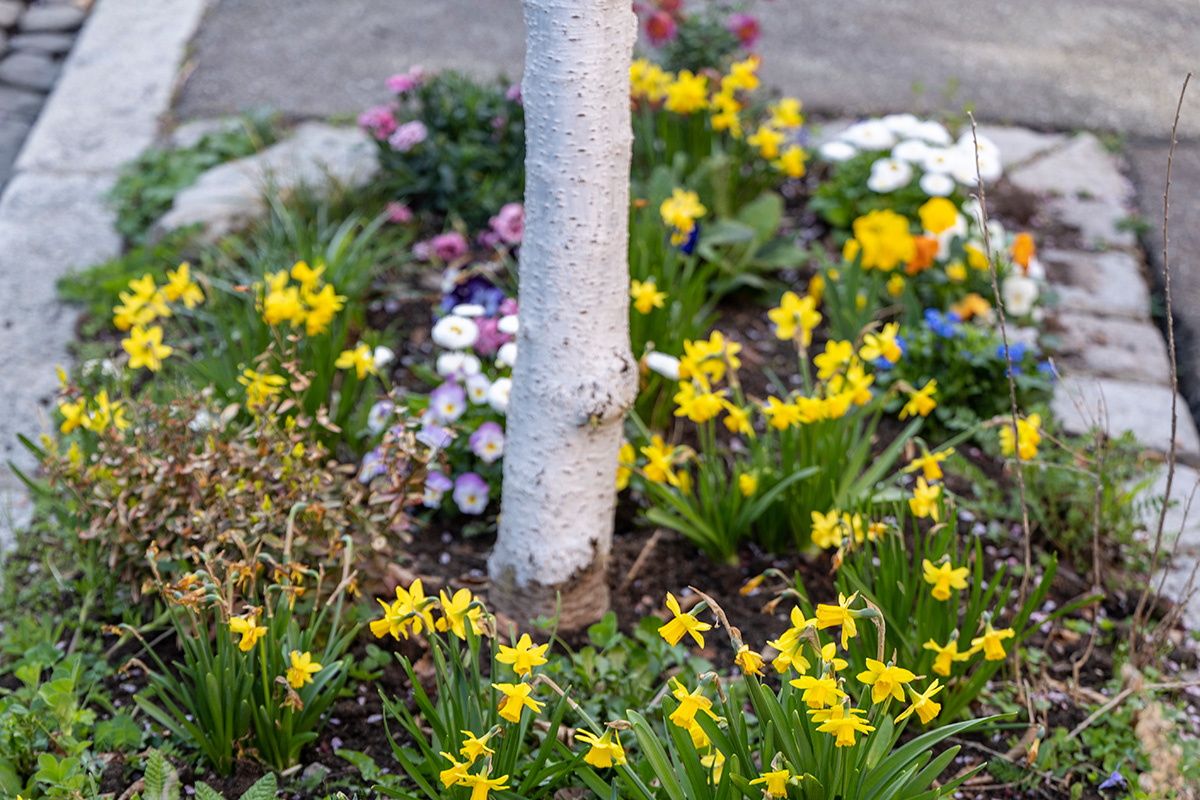 Bepflanzter Bereich um einen Straßenbaum mit vielen Osterglocken