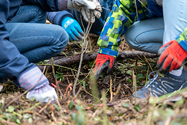 Hände mit Arbeitshandschuhen, die einen Baum pflanzen
