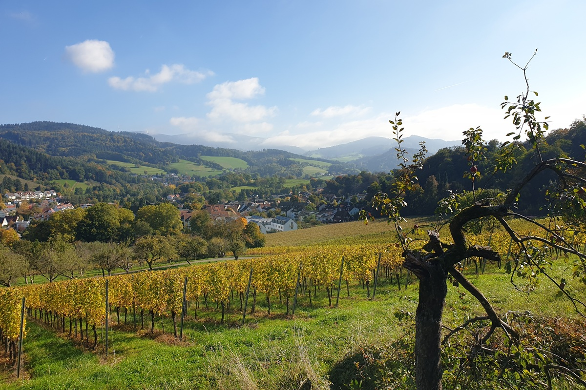 Weinberge mit Reben am Hang, Apfelbaum und Blick ins Tal