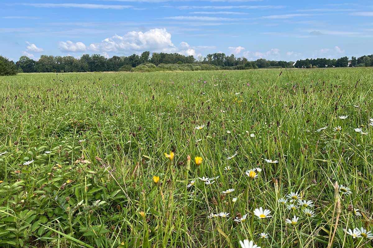Große Wiese mit Bäumen im Hintergrund und blauer Himmel
