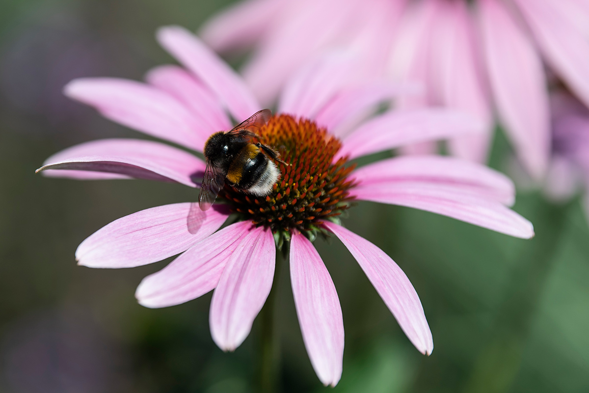 Biene auf einer rosa Blüte