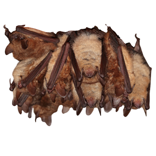 Wimperfledermaus