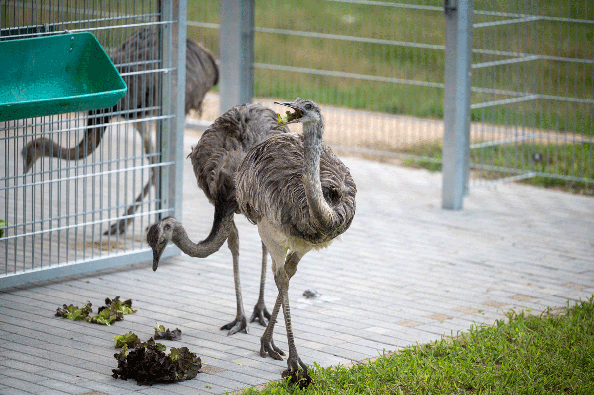Zwei Nandus die im Vorgehege Salat essen, dahinter im Stall ein weiterer Nandu
