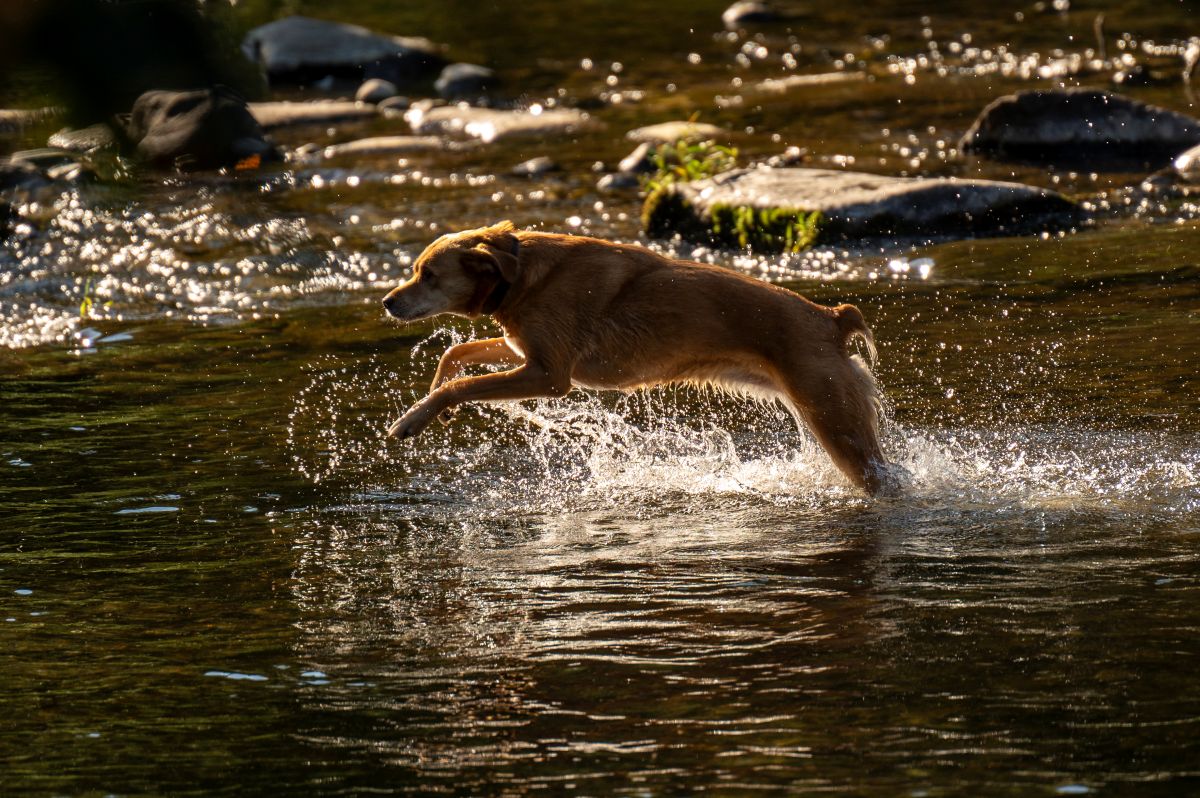 Hund springt in der Dreisam umher