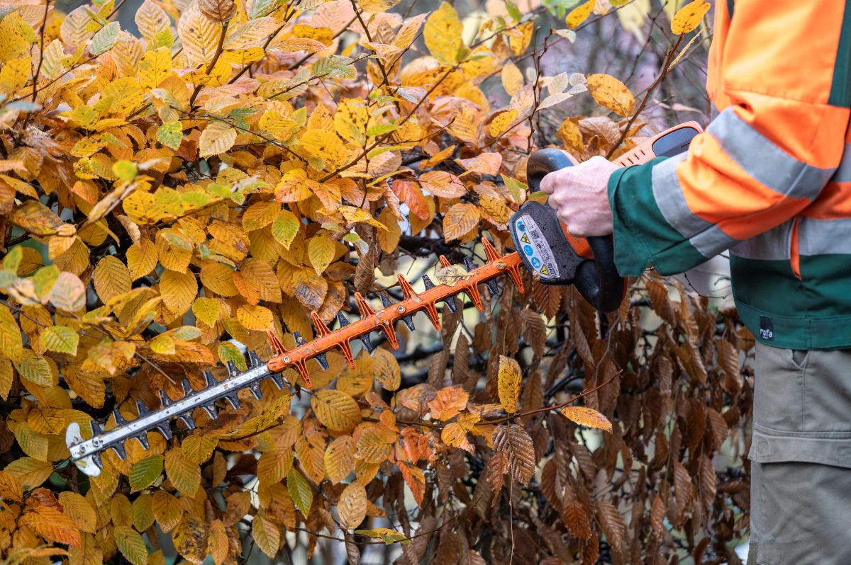 Mann schneidet Hecke mit elektrischer Schere zurück 