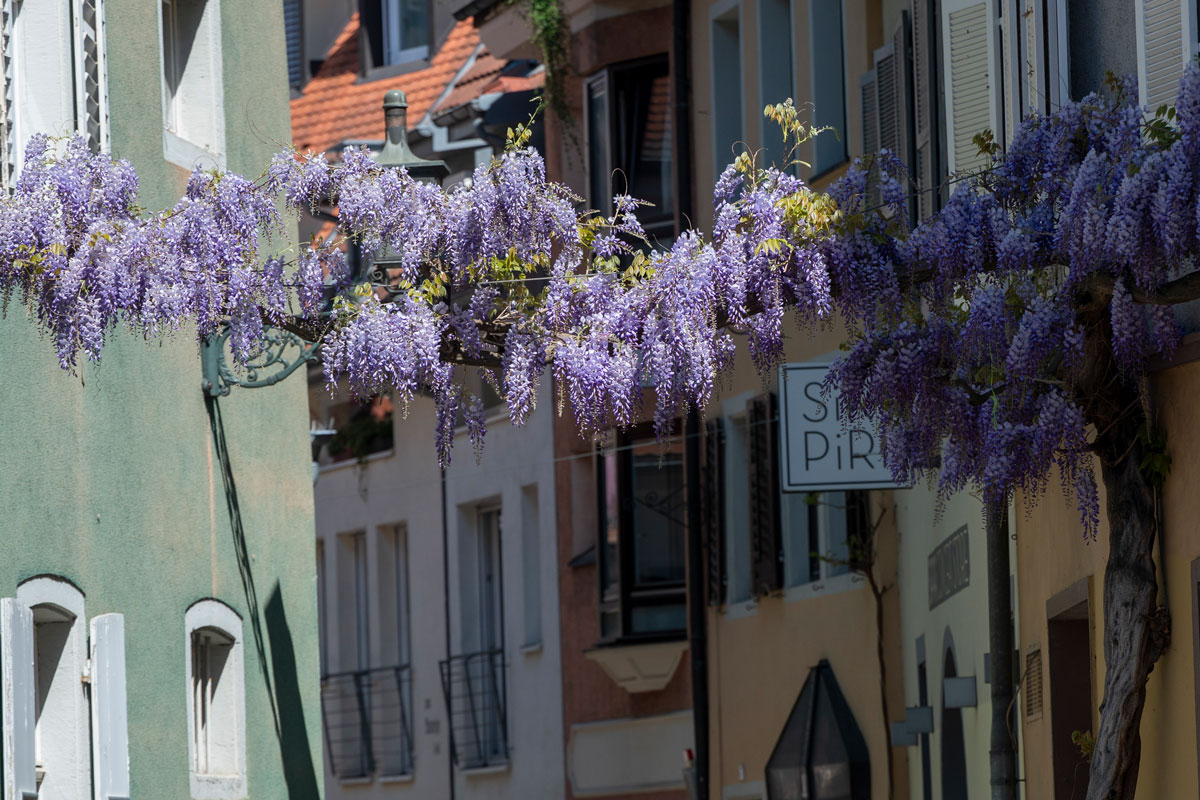 Konviktstraße in der Freiburger Innenstadt mit Rankpflanzen entlang der Gebäude 