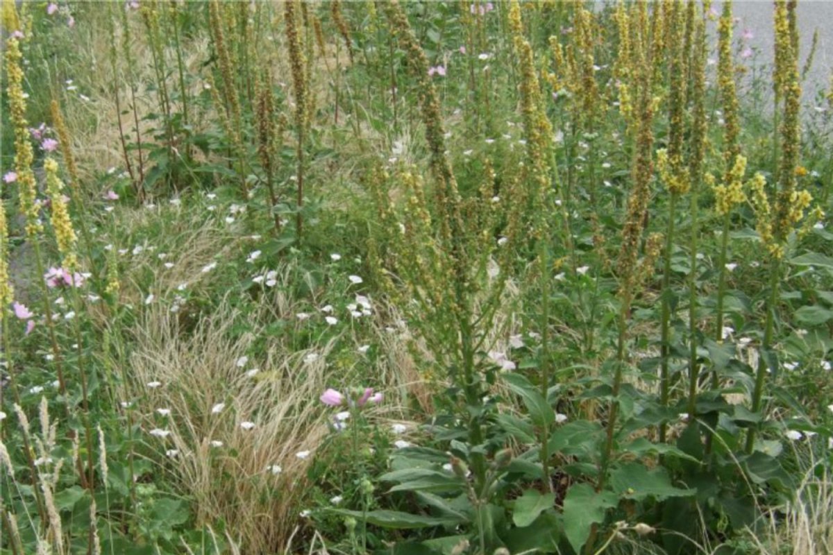Gras mit Wildblumen
