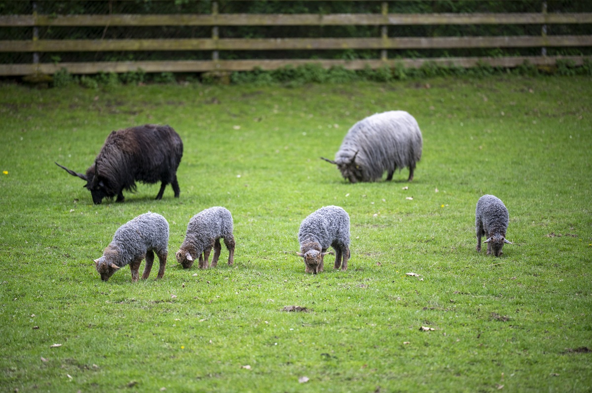 Vier kleine Zackelschafbabys grasen auf der Weide. Dahinter stehen ein männliches, dunkles und ein ein weibliches, helles Zackelschaf.