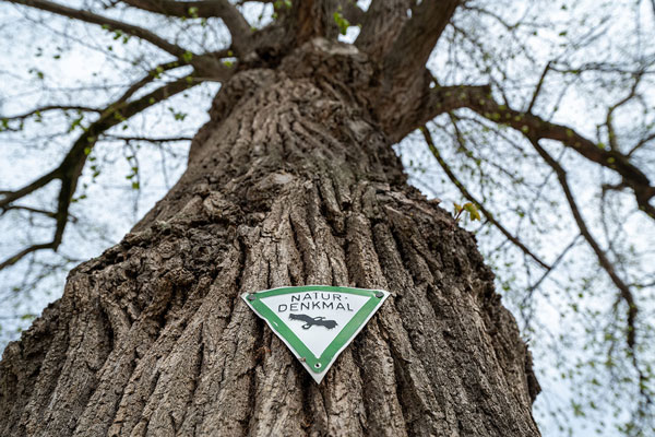 Baum mit einem Schild "Naturdenkmal"