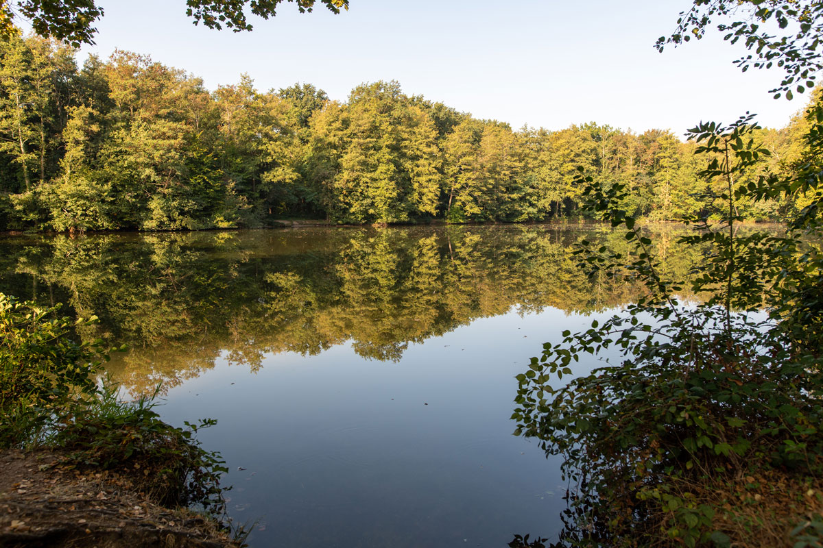 Kleiner See mit viel Wald 