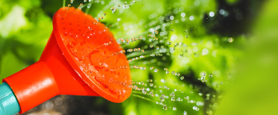 Gärtnern in Freiburg