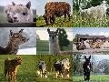 Collage Heu-fressender Tiere des Mundenhofs: Alpaka, Bison, Damwild, Kamele, Kaschmirziege, Lama, Pferde, Esel, Rind