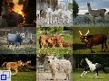 Collage grasfressener Mundenhof-Tiere