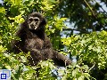 Ein Gibbon sitzt in einer Baumkrone