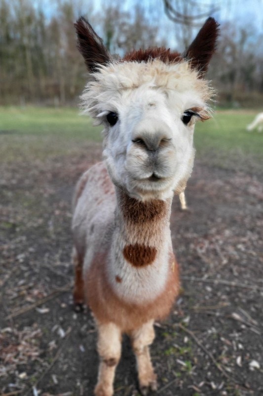 Alpaka