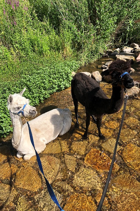 Alpakas stehen in einem Bach