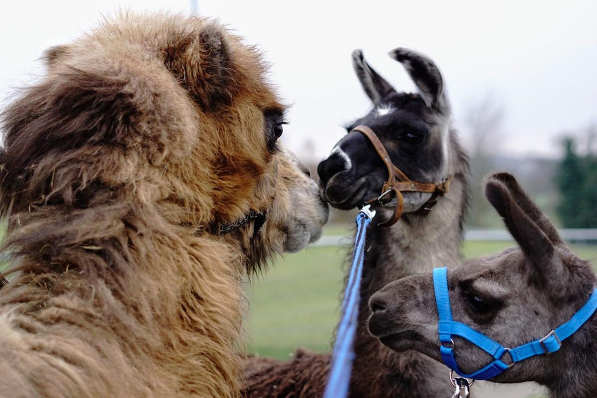 Kamele, Trampeltiere, Dromedare