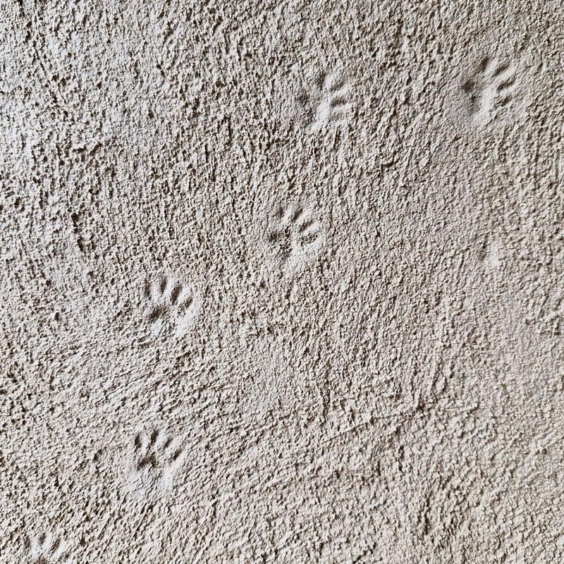 Abdrücke von Fußspuren Abdrücke von Fußspuren