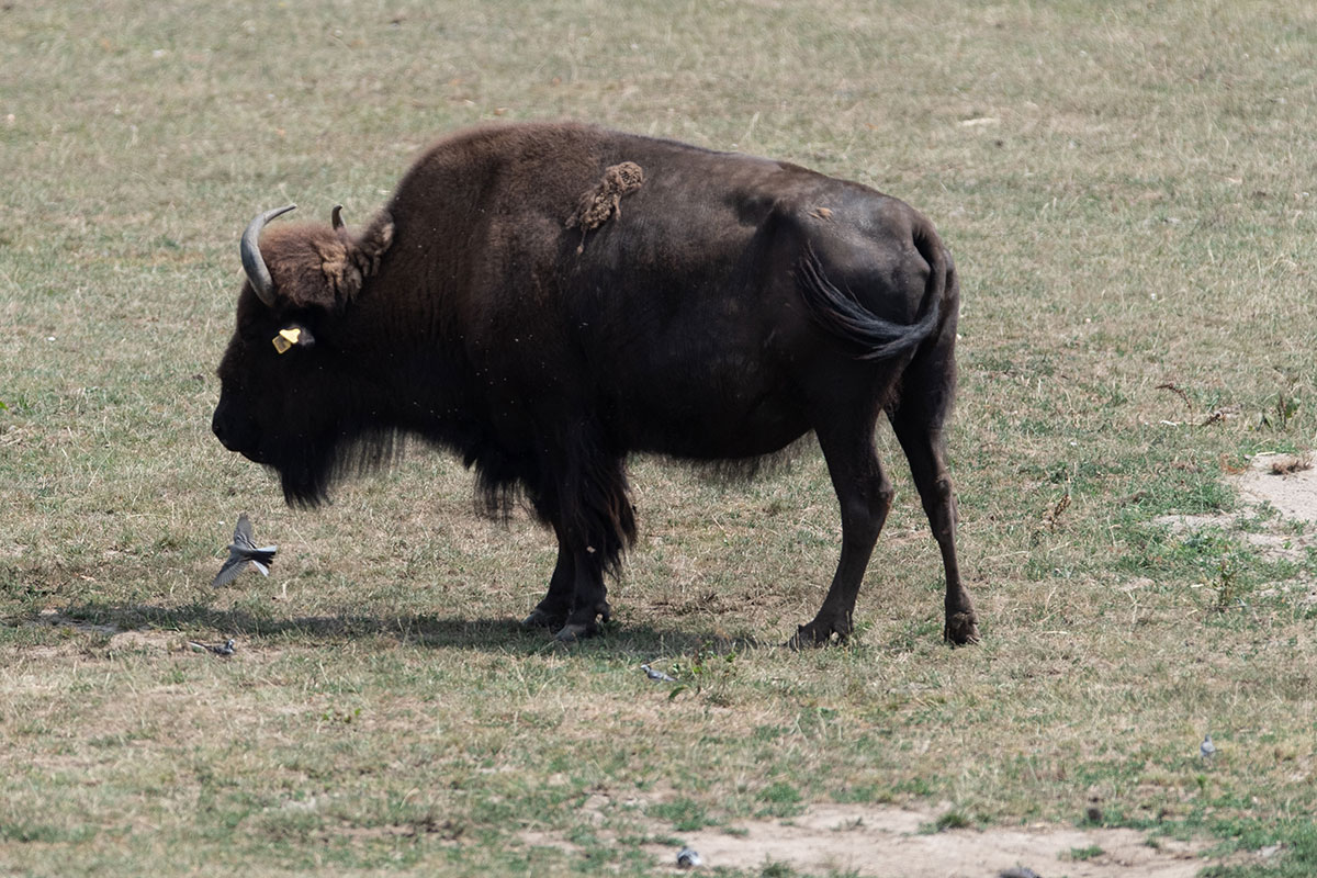 Bison Bison