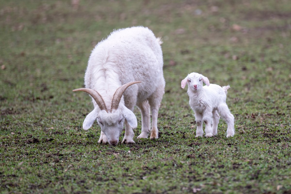 Eine Geiß mit Zicklein auf einer Wiese