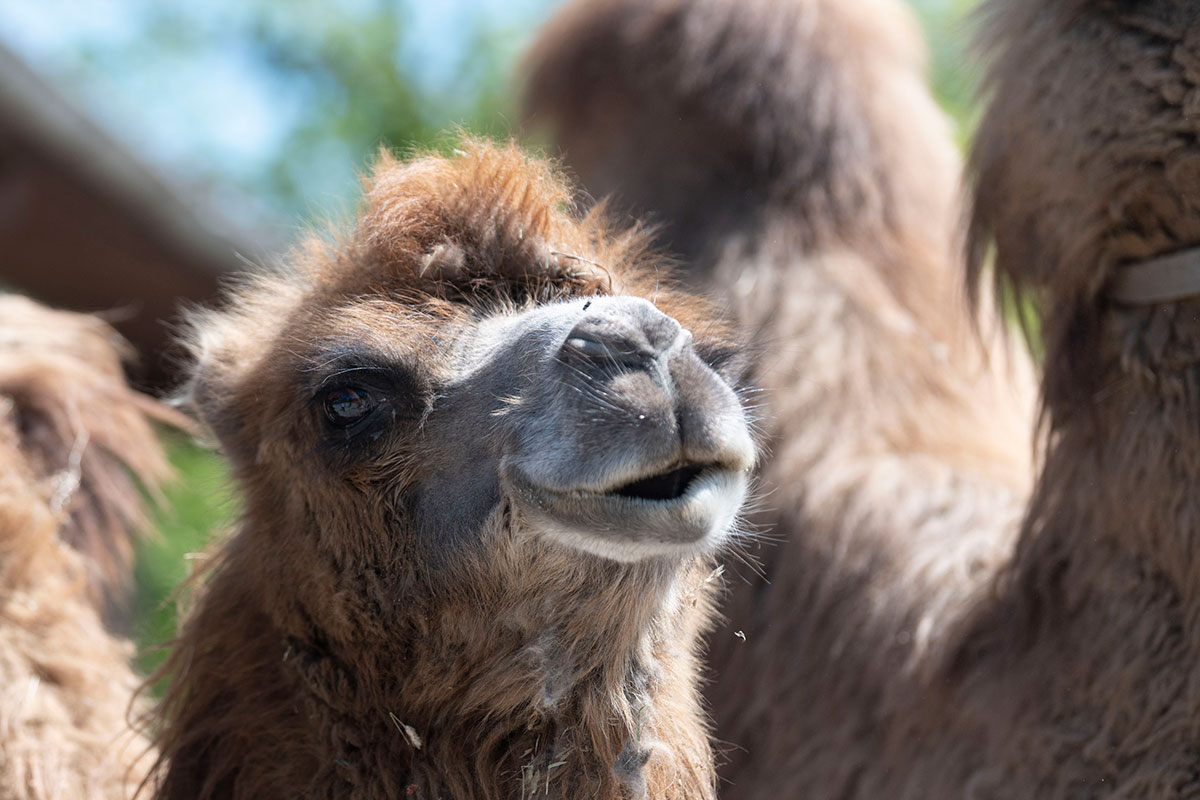 Bactrian camel