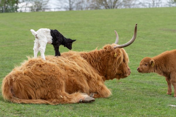Ziege und Hochlandrind