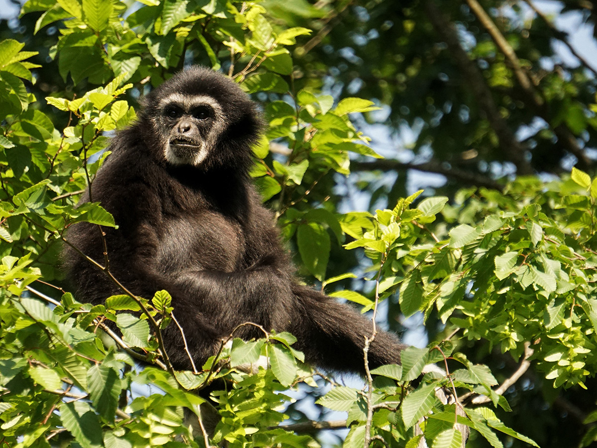 Ein Gibbon sitzt in einer Baumkrone