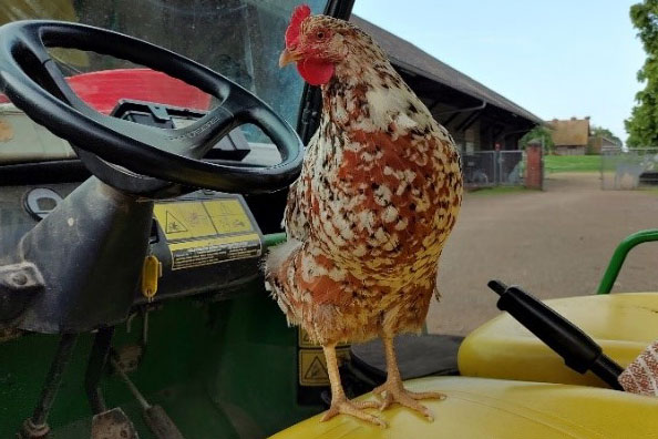 Huhn auf einem Traktor