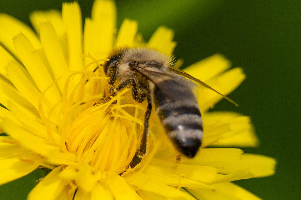 Biene auf gelber Blüte