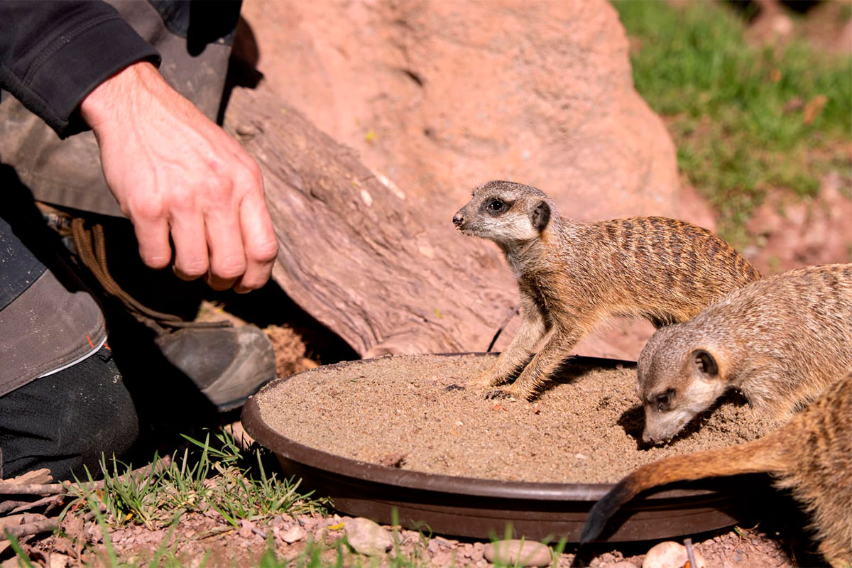 Erdmännchen Erdmännchen