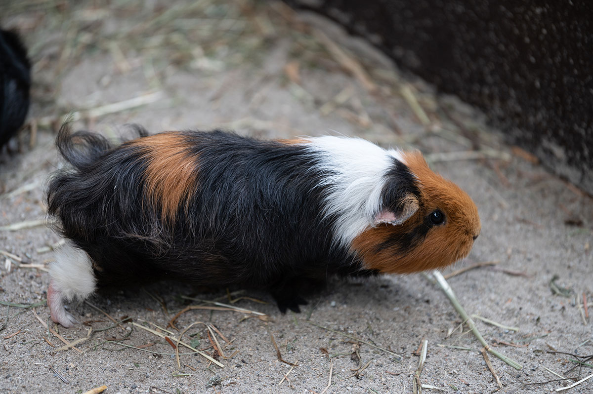 Meerschweinchen Meerschweinchen