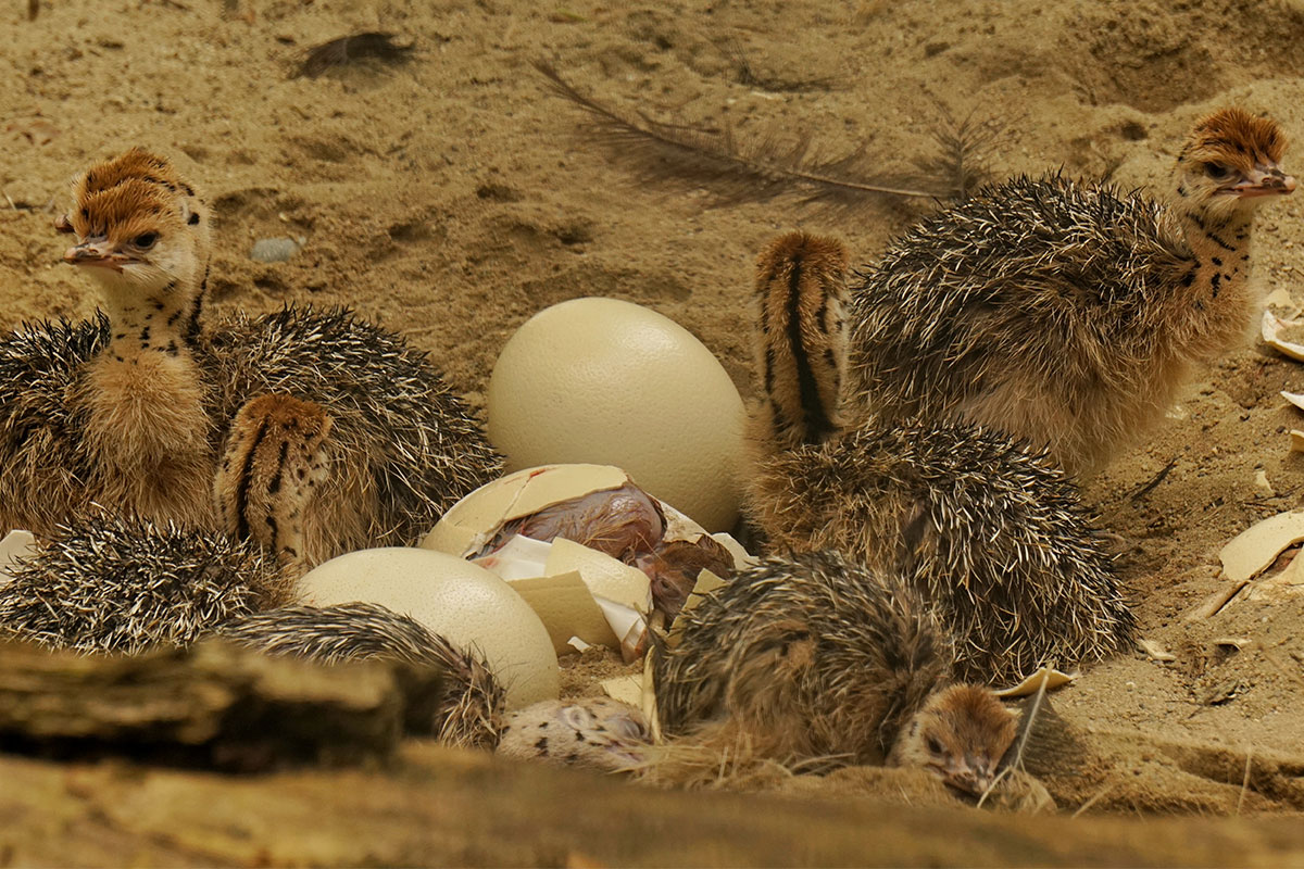 Straußenei und Küken