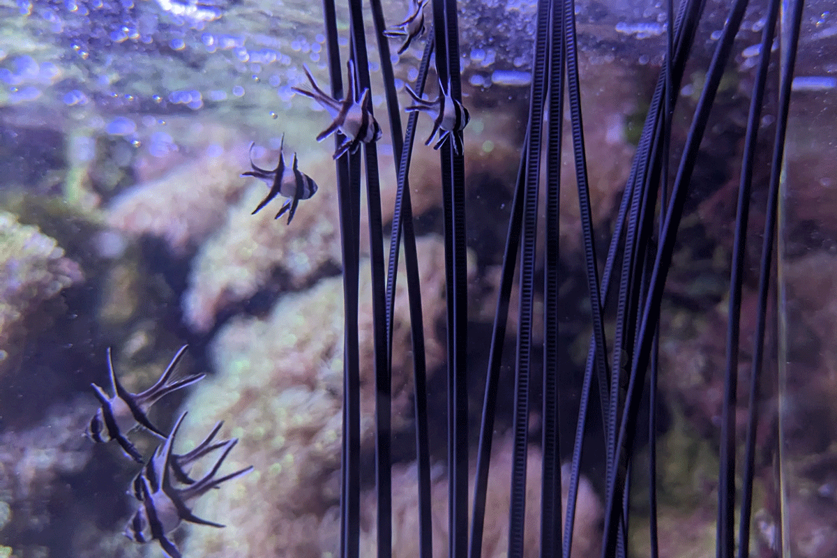 Kleine Fische schwimmen in einem Aquarium